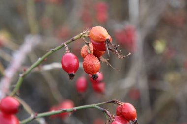 kırmızı böğürtlen dalda