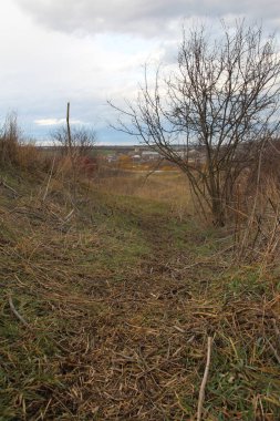 Sonbahar ormanlarında kuru çimenler bulutlu bir günde