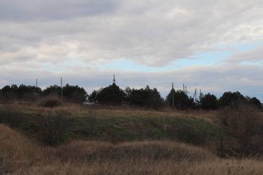 Ormanda bir çim ve ağaç tarlası.