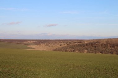 Kışın bir buğday tarlası
