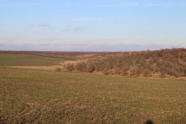 İlkbaharda bir tarlada manzara