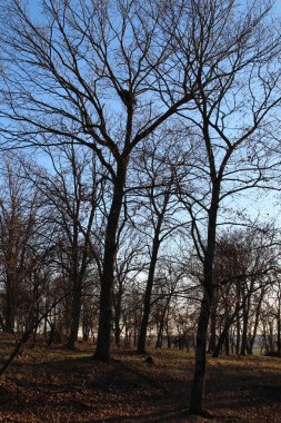 Ormandaki ağaçlar, bitki örtüsü