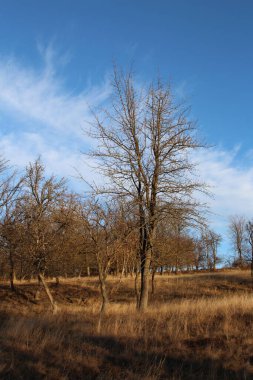 Ormanda bir ağacı olan güzel bir manzara.