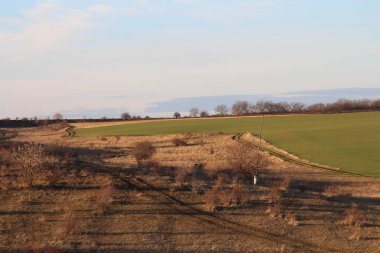 Güzel bir ağaç tarlası ve bulutlu bir gün.