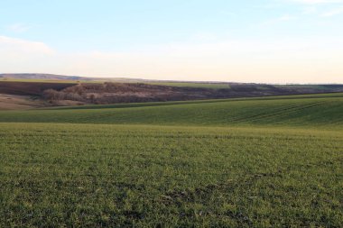 Yeşil alan, mavi gökyüzü, doğa, manzara, bahar