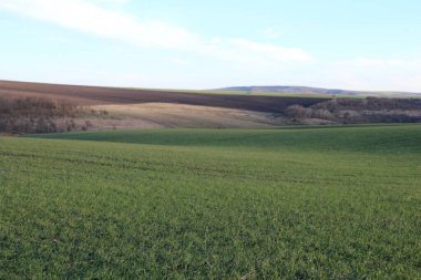 Mavi gökyüzü olan yeşil alan