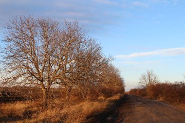Ormanın güzel manzarası
