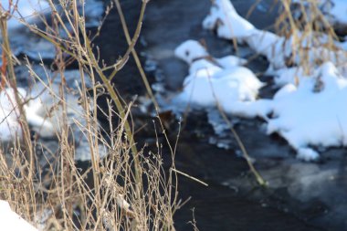 Ormandaki güzel bir kuş görüntüsü.
