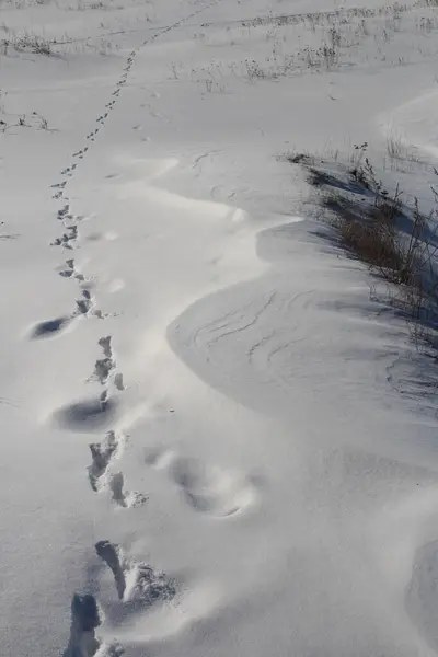 footprints on snowy winter forest