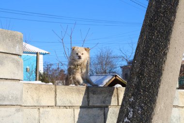 Karda bir köpek