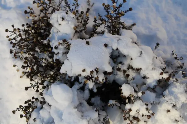 winter plants in snow
