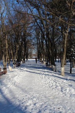 Parkta bankları olan kış manzarası