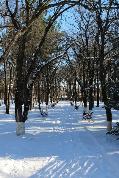 Kışın parka.