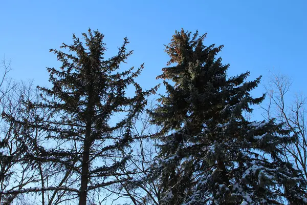 Świerk Drzewa Zimą Przeciwko Błękitne Niebo Zdjęcia Stockowe bez tantiem