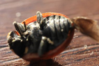 Siyah beyaz arkaplanı kapat