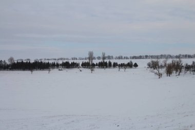 Karla kaplı ağaçlarla kaplı kış tarlası