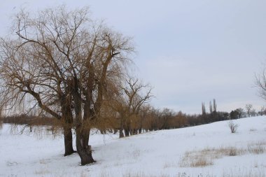 Karla kaplı ağaçlarla kaplı kış manzarası