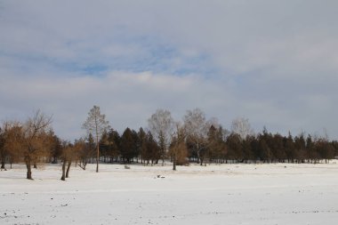 Rusya Federasyonu 'nda kış ormanı