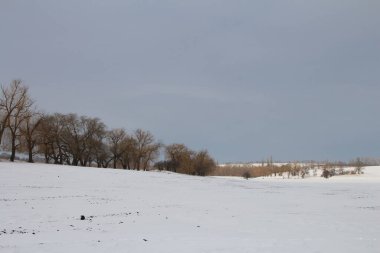 Karla kaplı ağaçlarla kaplı kış tarlası