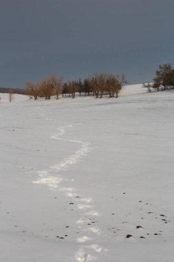 Çimenli ve ağaçlı kar tarlası