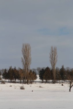 Karla kaplı ağaçlarla kaplı kış manzarası