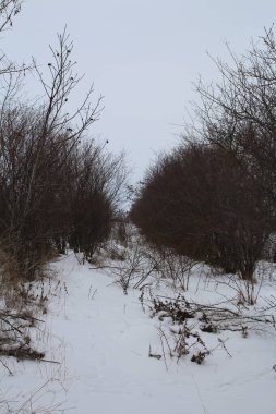 Kar ve ağaçlarla kaplı kış manzarası