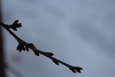 Güzel botanik fotoğrafı, doğal duvar kağıdı.