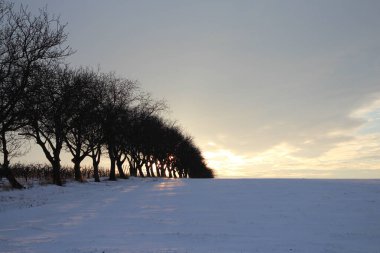 Karla kaplı ağaçlarla kaplı güzel kış manzarası