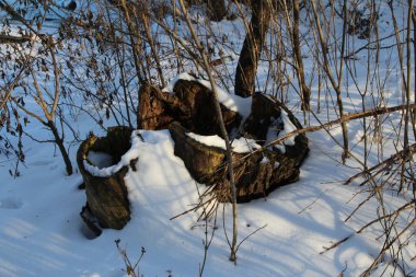 Ağaçlarla, karla kaplı güzel kış manzarası