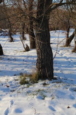 Karla kaplı ağaçlarla kaplı kış manzarası