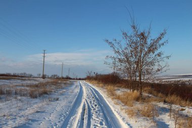 Ağaçlar ve karlı kış yolu