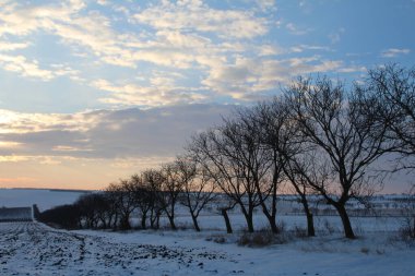 Karla kaplı ağaçlarla kaplı kış manzarası