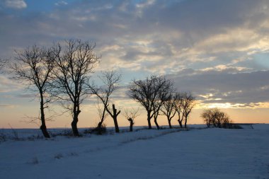 Kış manzarası, kar - örtülü ağaçlar ve bir tarla