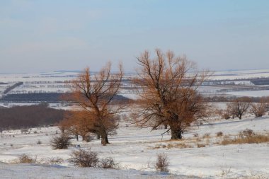 Karla kaplı ağaçlarla kaplı kış manzarası