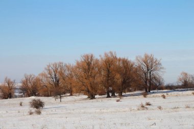 Karla kaplı ağaçlarla kaplı kış manzarası
