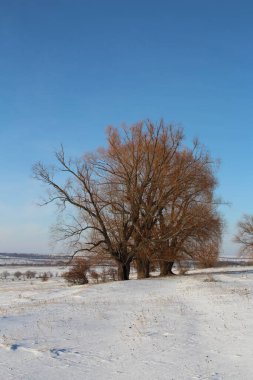 Kış manzarası, karla kaplı ağaç
