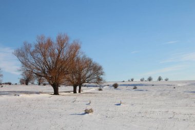 Kış manzarası, kar - kışın tarlalar ve ağaçlar
