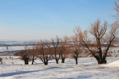 Karla kaplı ağaçlarla kaplı kış manzarası