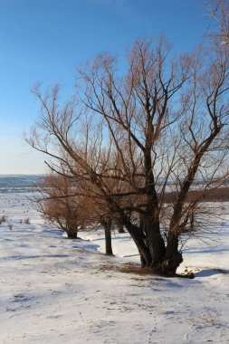 Kış manzara, karlı orman