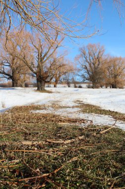 Kışın arka planında ağaç olan bir tarla.