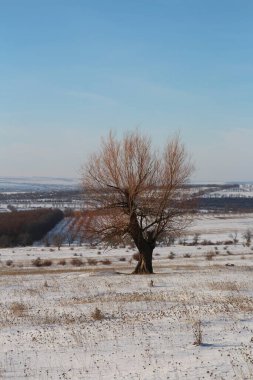 bir ağaç alanında
