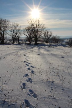 Karlı tarlaları ve ağaçları olan güzel bir manzara.