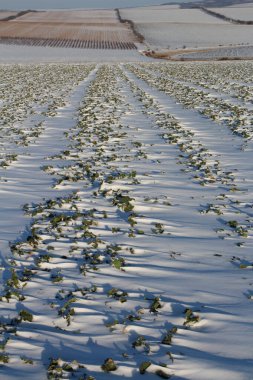 Mısır tarlası, tarım