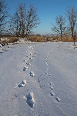 Ormandaki karda ayak izleri. Yoldaki ayak izleri