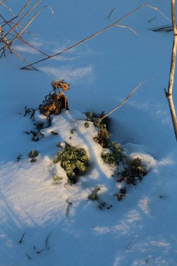 Karla kaplı ağaçlarla kaplı kış manzarası