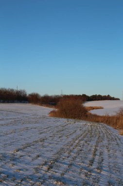 Ağaçlar ve karla kaplı kış manzarası