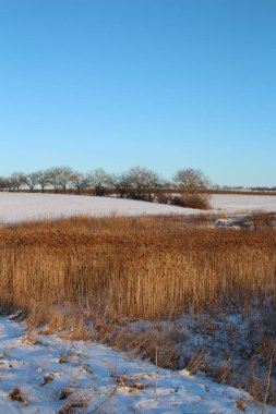 Karla kaplı ağaçlarla kaplı kış manzarası