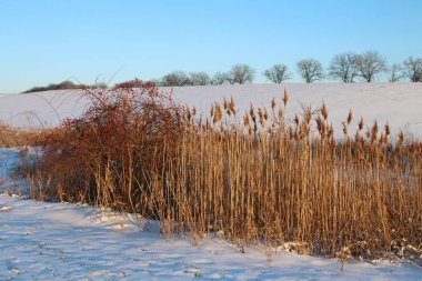 Karla kaplı ağaçlarla kaplı kış manzarası