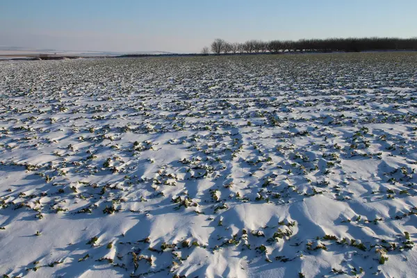winter snow field with snow