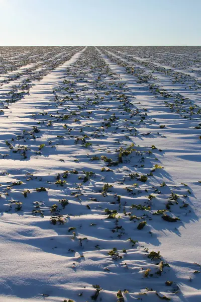 field of snow and winter plants in winter